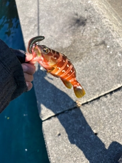 アカハタの釣果