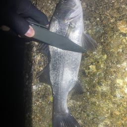 セイゴ（タイリクスズキ）