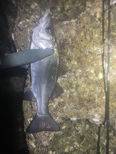 セイゴ（タイリクスズキ）の釣果