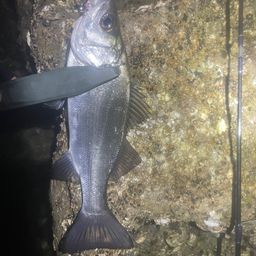 セイゴ（タイリクスズキ）