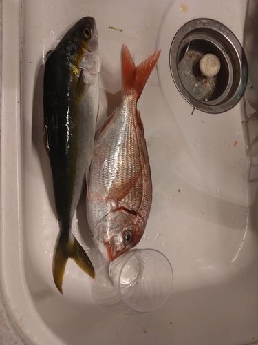 タイの釣果