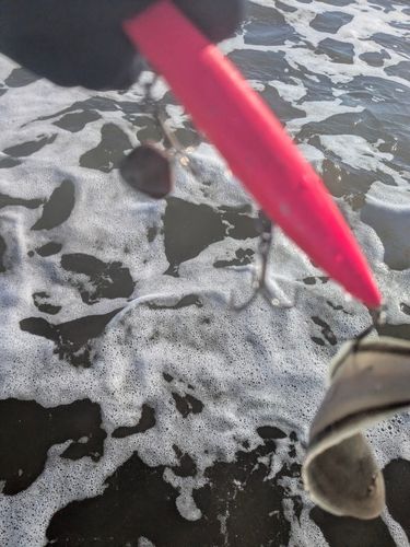 シタビラメの釣果