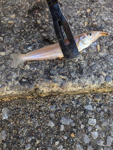 シロギスの釣果