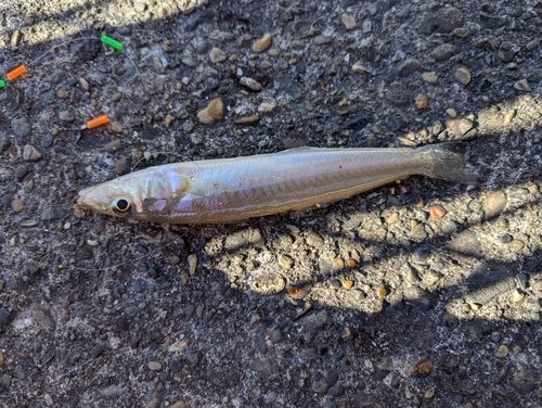 シロギスの釣果