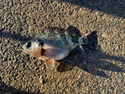 メバルの釣果