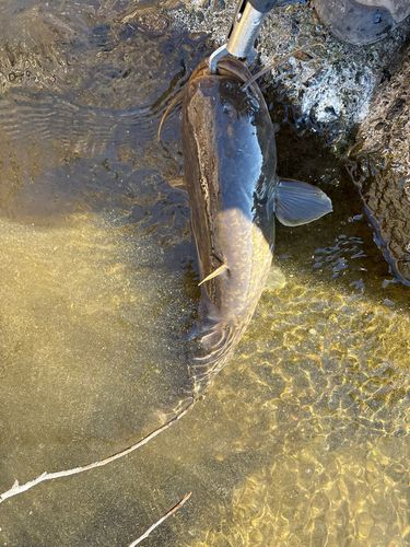 ナマズの釣果