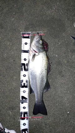 ヒラスズキの釣果