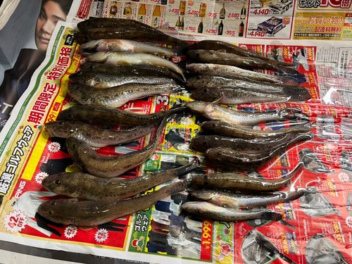 カワガレイの釣果