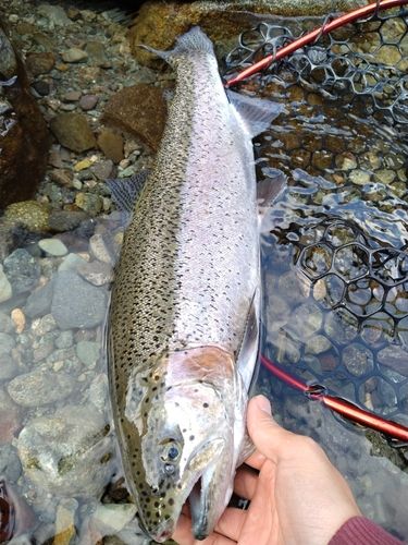 レインボートラウトの釣果