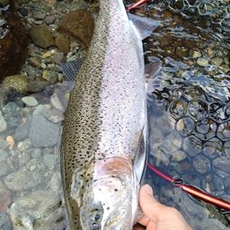 レインボートラウト