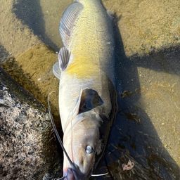 アメリカンキャットフィッシュ