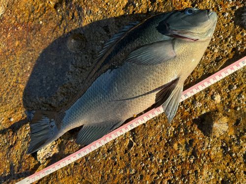クチブトグレの釣果