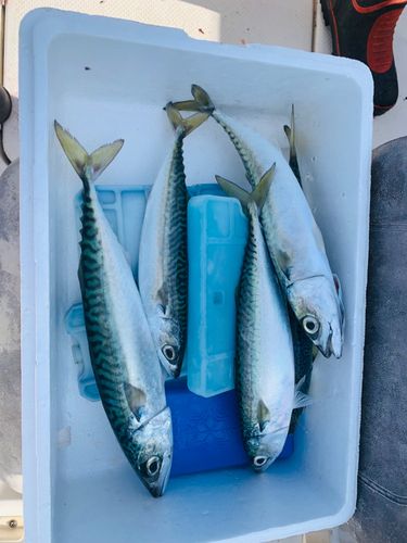 サバの釣果