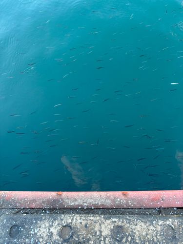 イワシの釣果