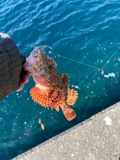 オニカサゴの釣果