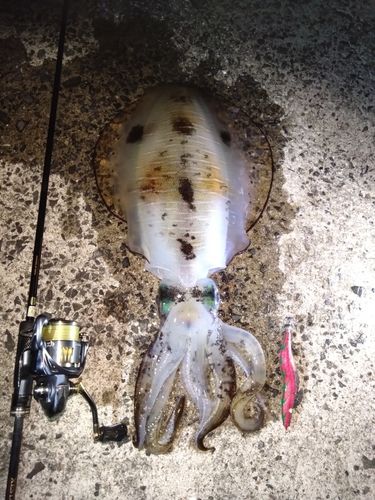 アオリイカの釣果
