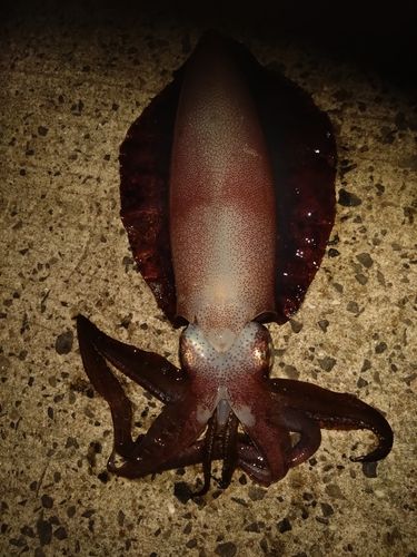 アオリイカの釣果
