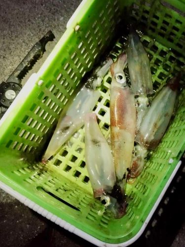 ヤリイカの釣果