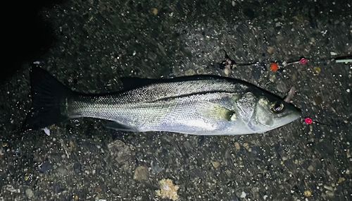 セイゴ（マルスズキ）の釣果