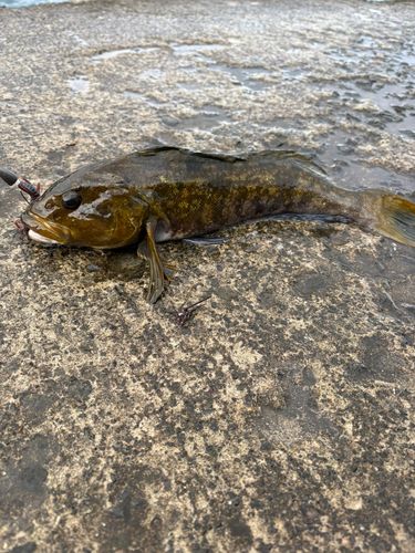 アイナメの釣果
