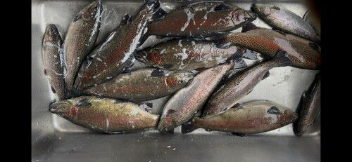 ホウライマスの釣果