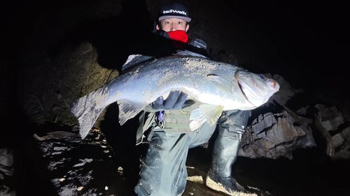 ヒラスズキの釣果