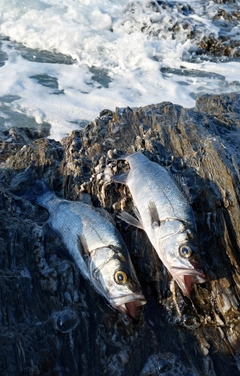 ヒラスズキの釣果