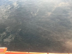 マイワシの釣果