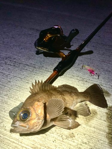 シロメバルの釣果