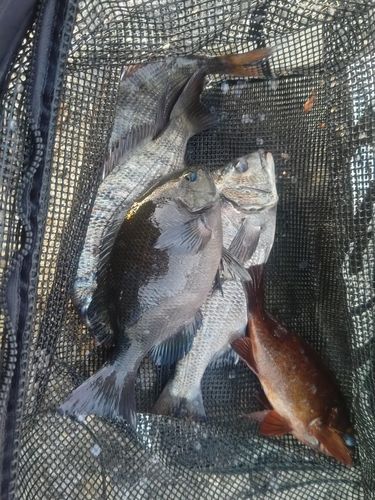 クロダイの釣果
