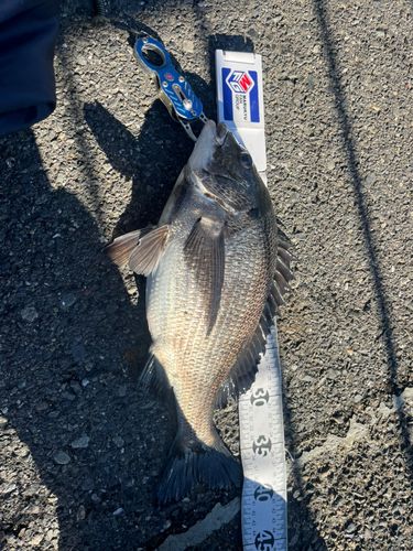 クロダイの釣果