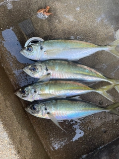 アジの釣果