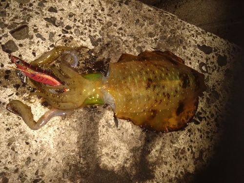 アオリイカの釣果