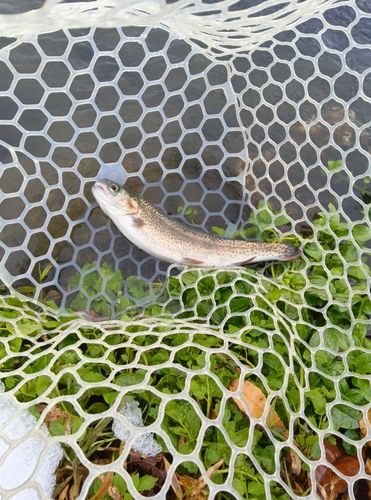 ニジマスの釣果