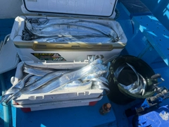 タチウオの釣果