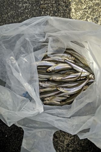 ワカサギの釣果