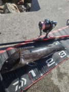 アイナメの釣果