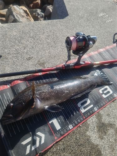 アイナメの釣果