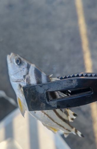 コトヒキの釣果