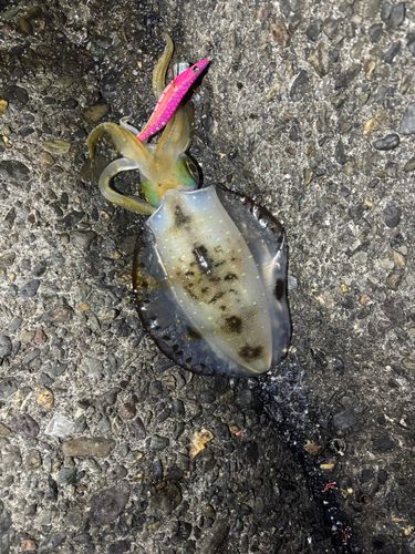 アオリイカの釣果