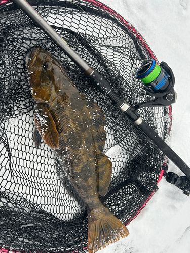 アイナメの釣果