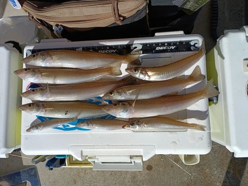 シロギスの釣果