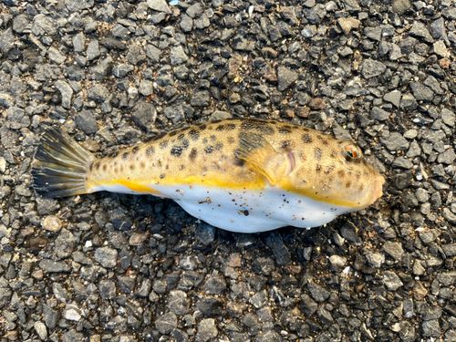 アカメフグの釣果