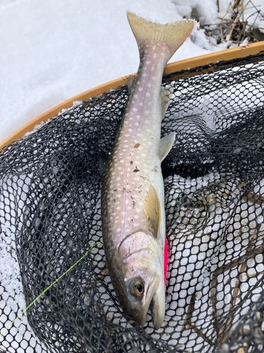 アメマスの釣果