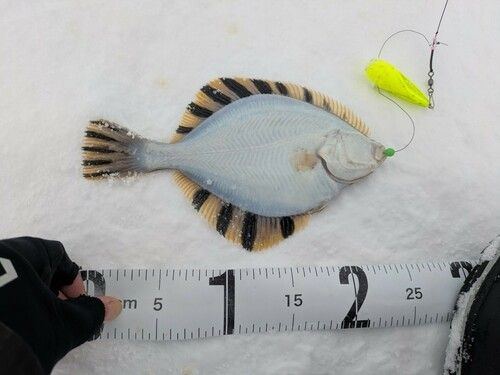 カワガレイの釣果