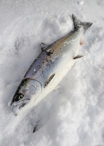 サクラマスの釣果