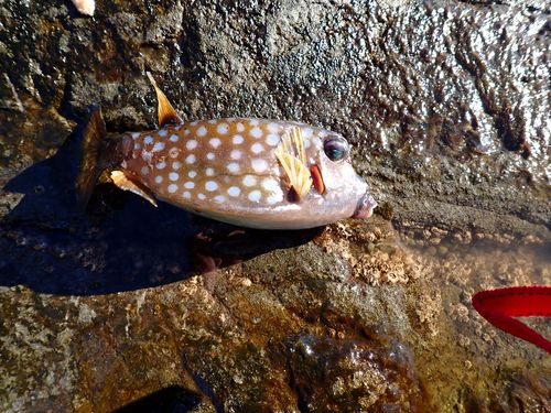 ハコフグの釣果