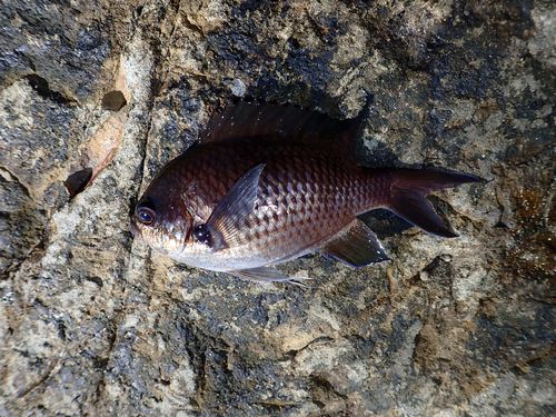 スズメダイの釣果