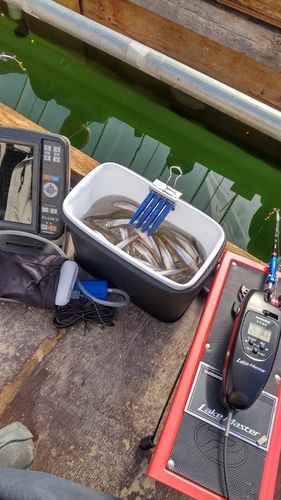 ワカサギの釣果