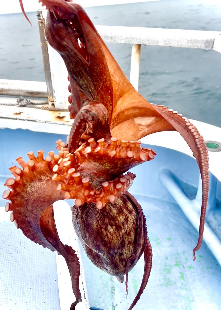 S46_トシさんの釣果 1枚目の画像